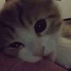 fidiq8