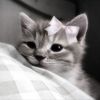 .gmix6