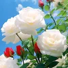 rr_416_rr