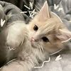nena_135612