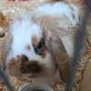 lumi_the_rabbit