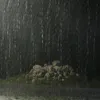 zitatvideos7