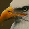 bald_eagle695