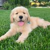 Nash the Golden