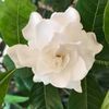 sharonwoolery3