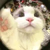 trugwii_cutiee