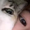 chamaybacgaucute