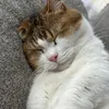 kaitoukitto.1412