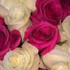 .farha05