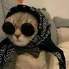 funnycatqueen