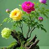 khin.zaw5177