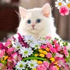 user9412802266332