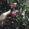 rokea3539