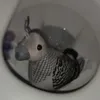 golomp.ratahuj