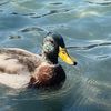 quackidy_duck