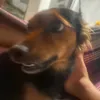 galo_debriga0