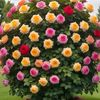 guli88872