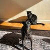 kittenpants777