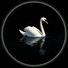 seemadaraghmeh6