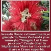 elisabeta.doina.h