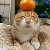hystory_.gachagy6