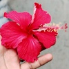 myself_hibiscus