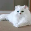 ulfat_1010