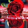 houssam.ghorab3