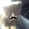 cattttttversssss