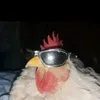 gallo_fino2010