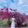 dan.thuy2