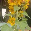 thuan_6_9