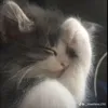 ngh_zyy