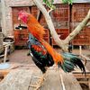 rooster farm tanggamus lampung