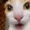 yougay167