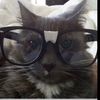 kokeythecat