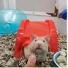 hamsters_up