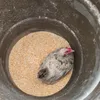 arczi_bald0