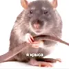 rat342123