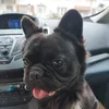 fluffybulldog