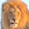 awalkhair7