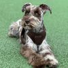 reigntheschnauzer