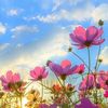 gene_santi019