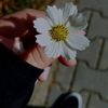 eln.mmmdov600