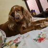 cesar54296