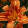 beautifultigerlillies