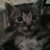 .anaylp0
