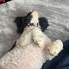 baileys_spamilicious