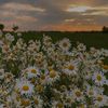 awasha_99