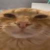 chillahcat